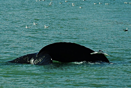 Wal an der Mündung der Laxá (Skjálfandi-Bucht)