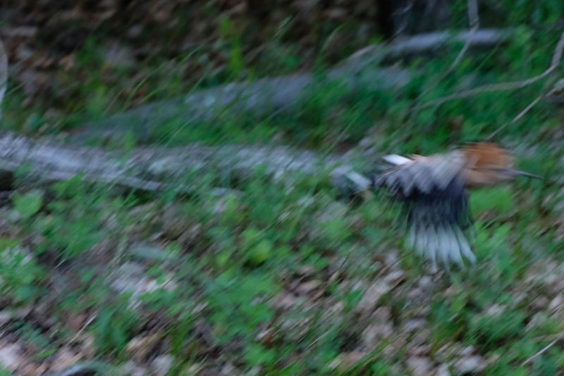 Ein Wiedehopf im Flug in Prekmurje